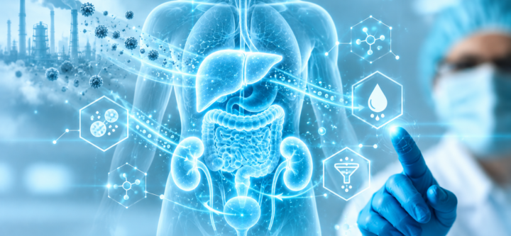 Holographic torso with liver, kidneys, and intestines Holographic torso with liver, kidneys, and intestines